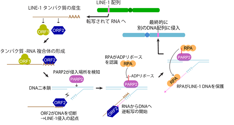 「がらくたDNA」がDNA上を移動する仕組みを解明～宿主因子を巧妙に利用した移動戦略～