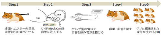 文章を入れてください