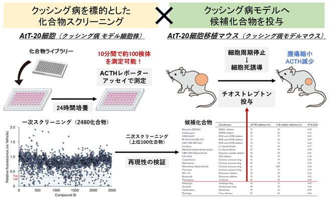 クッシング病に対する新たな治療薬候補の発見