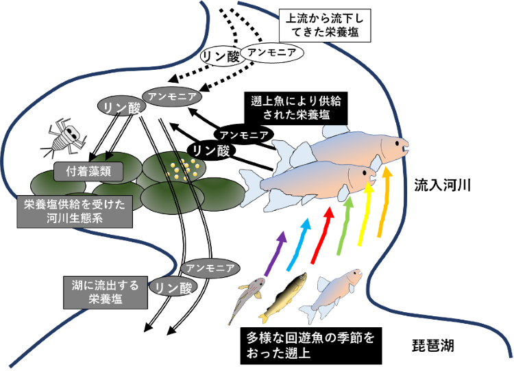 多様な魚の遡上が川の生態系を支えている 回遊魚の「おしっこ」は川の生物の大切な栄養源