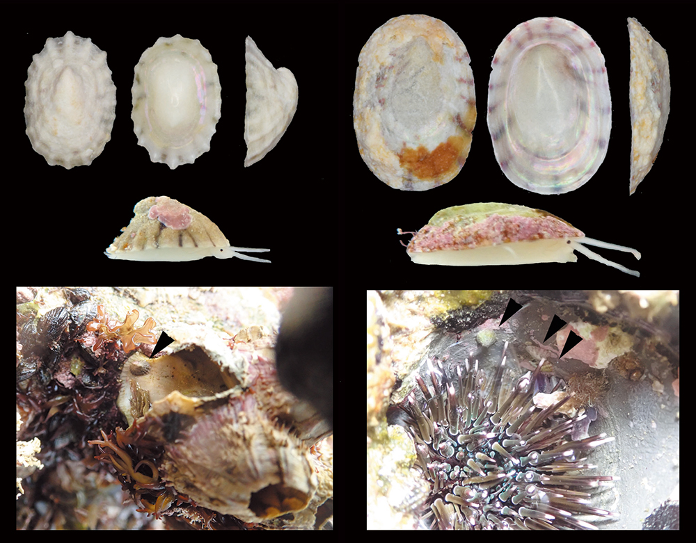 笠形の巻貝類の新属アコヤザラ属の創設、およびハナザラ属の再検討～190年ぶりのタイプ標本再発見～