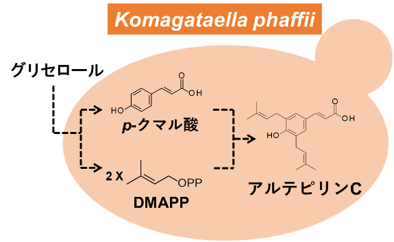 プロポリス主成分の微生物生産における世界最高値を10倍以上更新