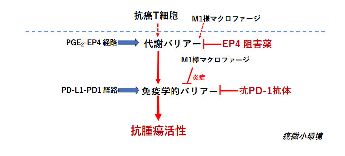 PGE2はがん免疫の代謝バリアーを誘導する～PGE2はヒトがんに浸潤した免疫細胞のエネルギー代謝を抑制し不活化する～