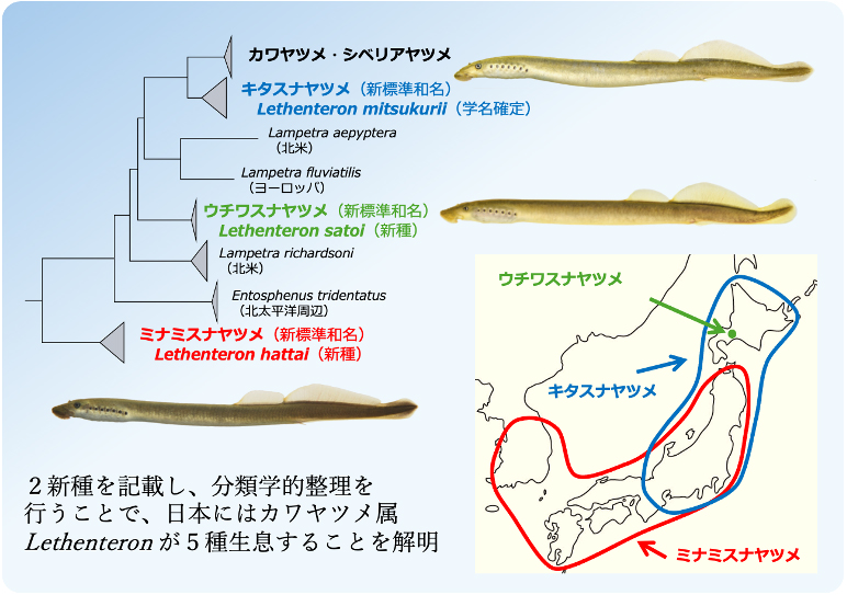 新種ウチワスナヤツメとミナミスナヤツメを報告～日本産カワヤツメ属は2新種を含む5種に～