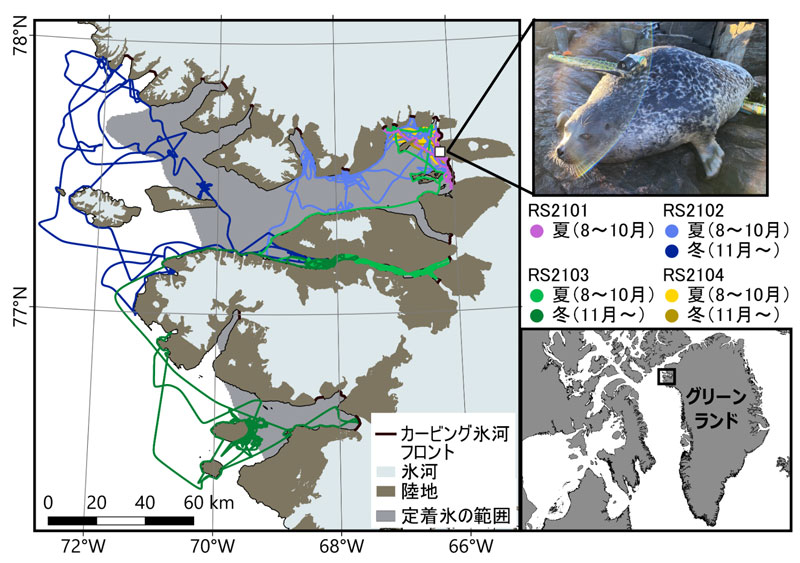 氷河フィヨルドでアザラシの利用環境を解明～グリーンランドにおける氷河とアザラシの関係～