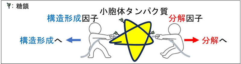 タンパク質の小胞体における運命決定機構を解明 〜 構造形成or分解 糖鎖を介したタンパク質の綱引き 〜