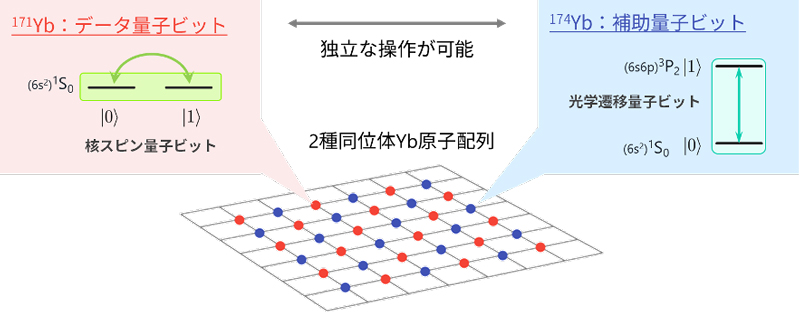 2種類の同位体が拓く量子ビット読み出しの新展開～中性原子型量子コンピュータにおける課題を克服～