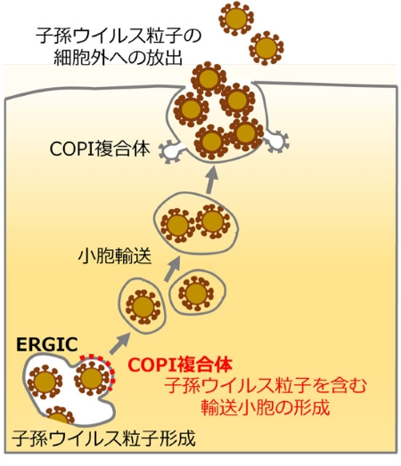 新型コロナウイルスの細胞内増殖機構を解明～COVID-19の創薬開発に期待～