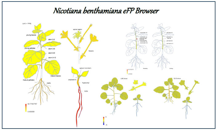 ベンサミアナタバコの遺伝子発現データベースを構築 実験モデル植物の遺伝子解析ツールをウェブで提供