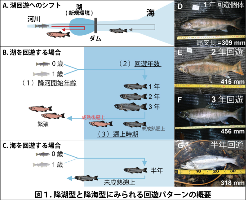 新規環境への進出に際して生じる生き方の多様化～「湖」へ回遊したサケ科魚類における回遊パターンの多様化と大型化～