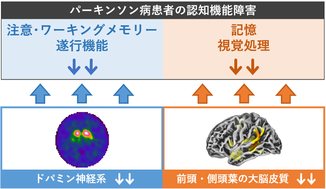 パーキンソン病患者の認知機能低下における複数の神経基盤の解明