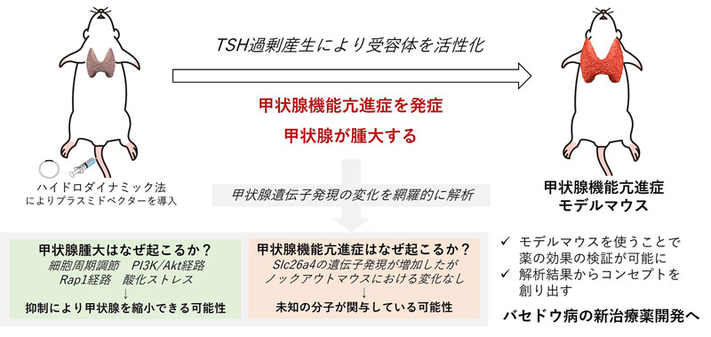 バセドウ病の新たな治療法開発を目指して～独自モデルマウスによる甲状腺機能亢進症研究～