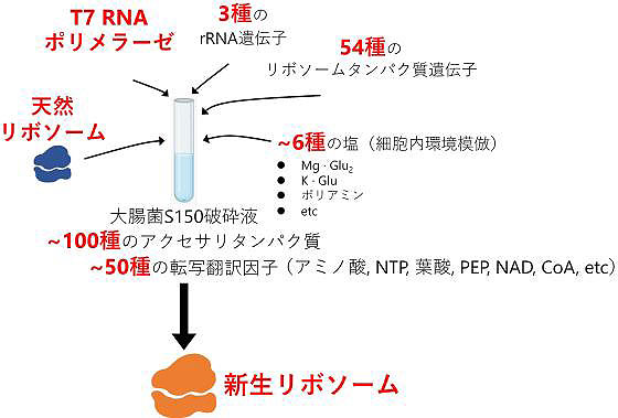 リボソーム生合成の試験管内再構成に成功～細胞内のタンパク質合成工場を試験管で再現～