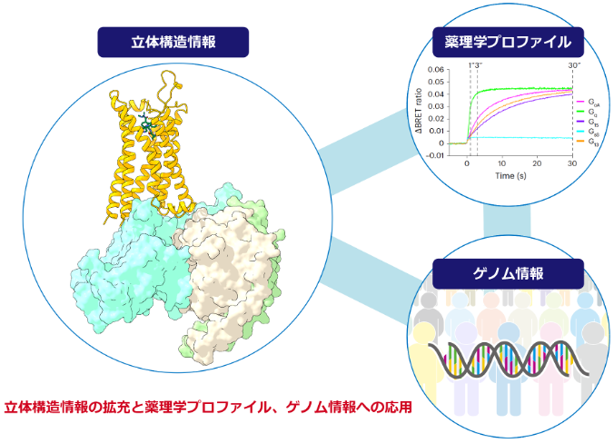 がん悪液質治療薬アナモレリンが結合したグレリン受容体構造を解明 創薬、個別化医療への道を拓く構造・薬理学情報を拡充