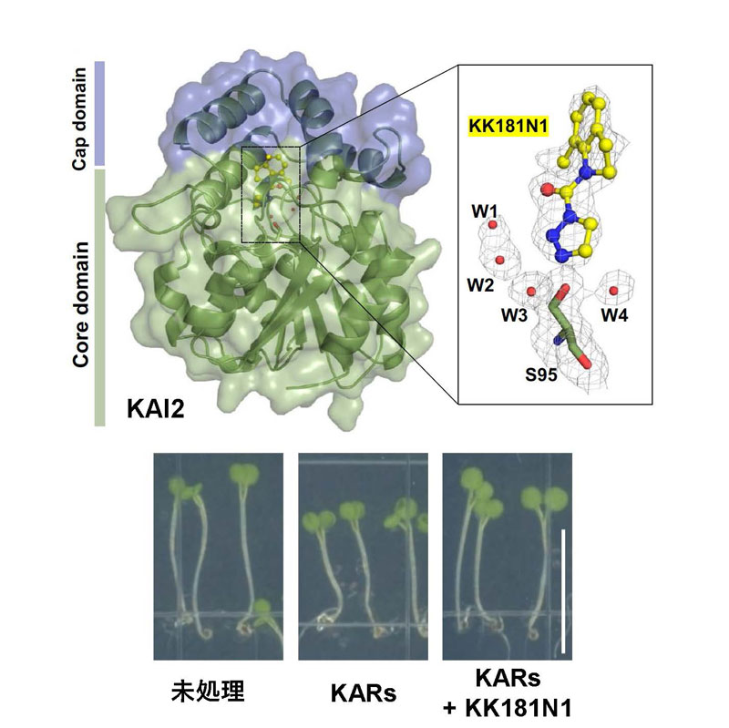 KAI2由来生理現象解明を可能にするKAI2阻害剤を発見～作物の潜在的な能力応用へ～