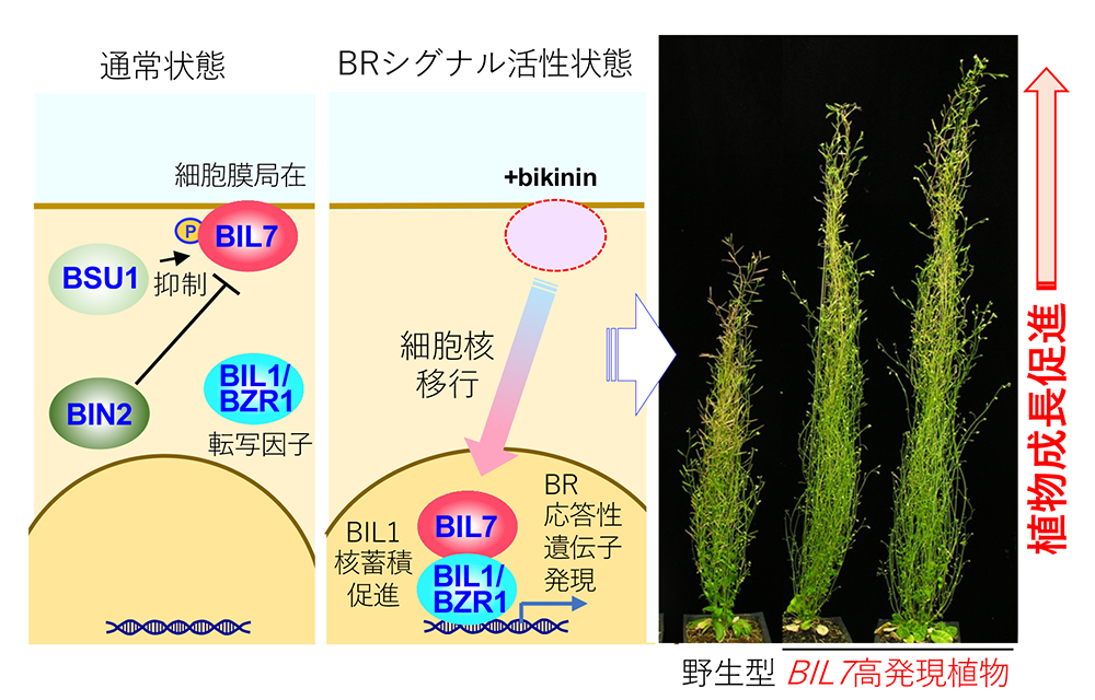 植物の草丈を150%増大させる新しいブラシノステロイド因子を発見