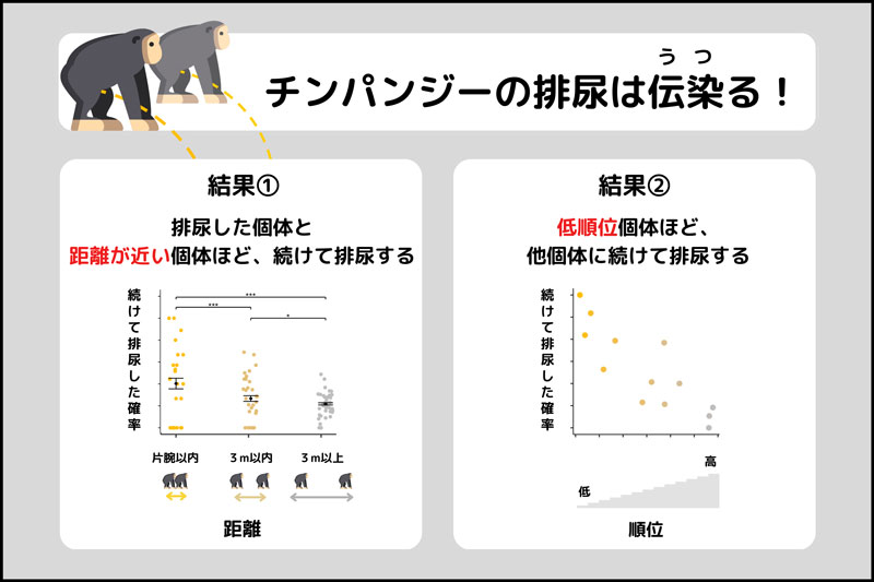 チンパンジーにおける排尿の伝染～仲間がおしっこすると、つられておしっこする～