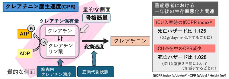 新たな指標「CPR」を用いて重症患者の筋肉の状態を簡単に評価することが可能に