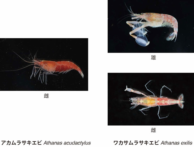 若狭湾と相模湾から新種テッポウエビ類の発見およびワカサムラサキエビの雄個体の記載