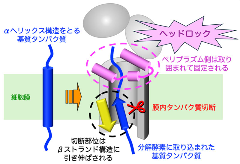 分解酵素は細胞膜の中でタンパク質をヘッドロックして切断する〜基質と結合した膜内タンパク質分解酵素の立体構造を解明〜