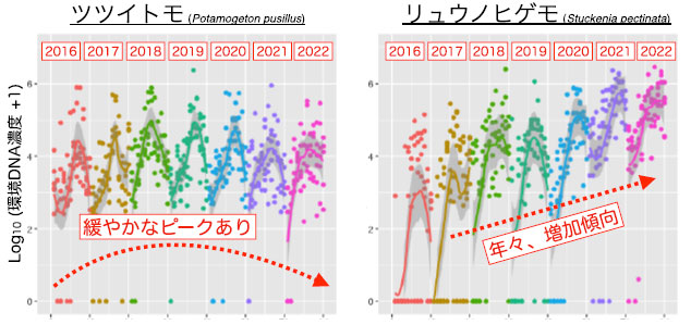 宍道湖で大量繁茂する水草優占種が塩分の変動に応じて入れ替わっていた?長期的な環境DNA観測によってバイオマスの明瞭なトレンドが明らかに