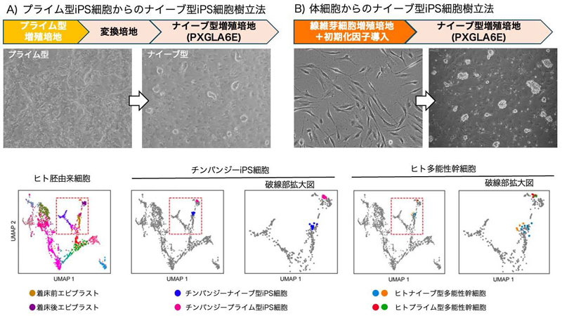 ヒトとチンパンジーにおける多能性維持機構の共通性を解明～世界初のチンパンジーナイーブ型iPS細胞樹立と胚盤胞モデル作製に成功～