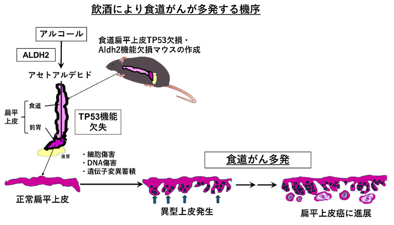 飲酒により食道がんが多発する機序の解明～食道発がんに重要な3因子の同定～