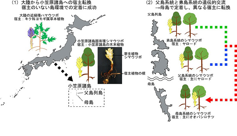 シマウツボは宿主植物を柔軟に変化させて生き延びた～海洋島における全寄生植物の適応進化～