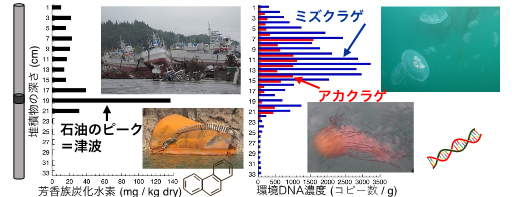 堆積物の環境DNAで探る過去の出来事～津波直後のクラゲ大発生を検知～