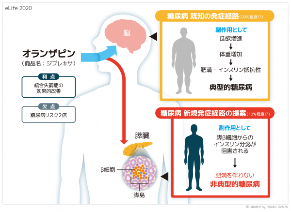 オランザピンの非典型的糖尿病誘発機構を解明 －体重増加以外にも注意が必要－ | 京都大学