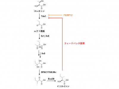 文章を入れてください