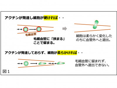 細胞の血行性転移の新たな仕組みを発見～世界初、新たながん転移抑止戦略の開発にも期待～