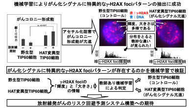 機械学習によるがん化シグナルに特異的なγ-H2AX fociパターンの抽出 