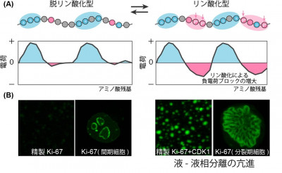 タンパク質リン酸化による液-液相分離制御のしくみを解明～細胞内非膜型オルガネラの構築原理の解明へ～