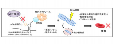 RNA修飾による赤血球造血制御機構を解明～RNAのメチル化がDNA修復に必要～