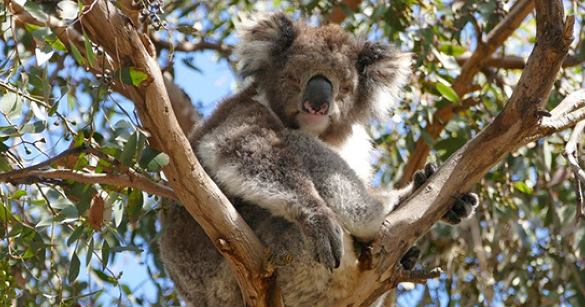 Adaptation and conservation insights from the koala genome