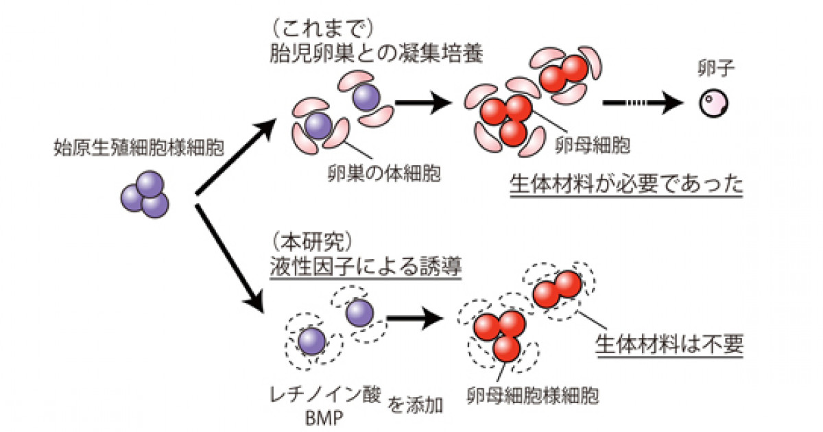マウス卵母細胞の形成機構を解明 －多能性幹細胞から卵母細胞を液性 