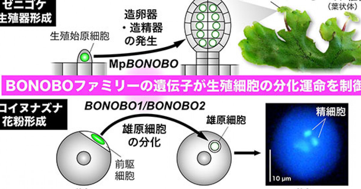 植物の生殖細胞をつくる鍵因子を発見 花粉の精細胞をつくる仕組みは花の咲かないコケ植物に起源があった 京都大学