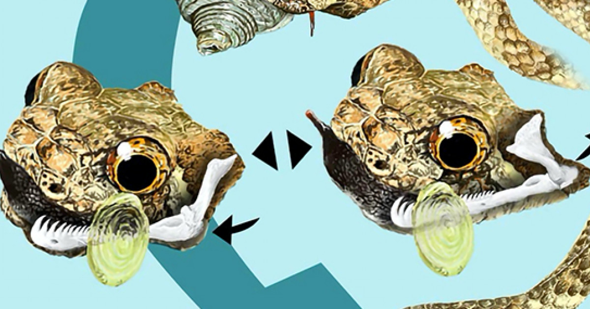 ヘビが顎をノコギリのように使うことを発見 ボルネオ島での爬虫両生類の生態調査で 京都大学
