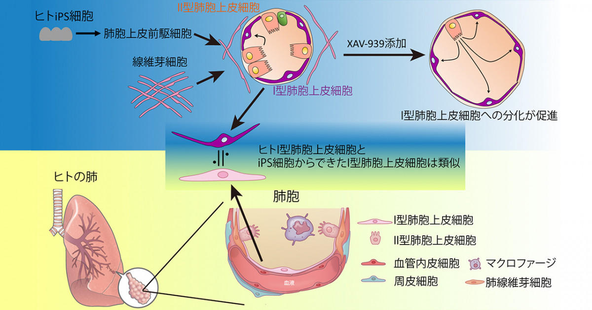 Ips細胞を用いて肺胞上皮細胞の分化評価に成功 肺の障害研究への足がかりに 京都大学