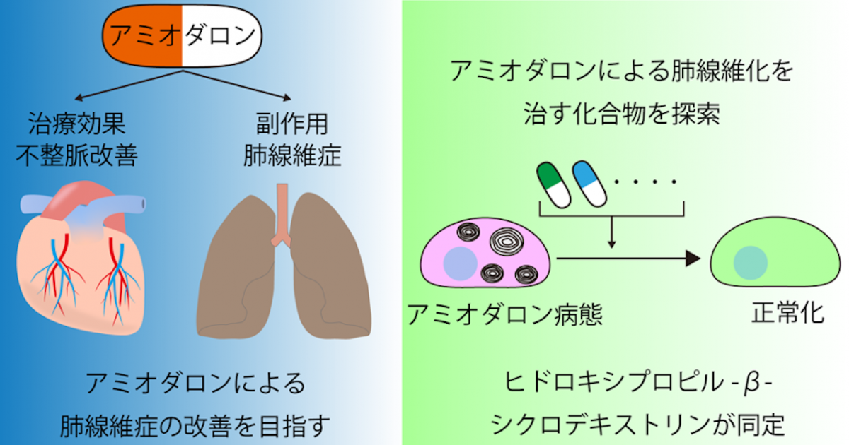 Ii型肺胞上皮細胞の特徴を再現できる細胞の作製に成功し アミオダロン性肺障害を改善する化合物を同定 肺線維症治療薬探索への活用に期待 京都大学