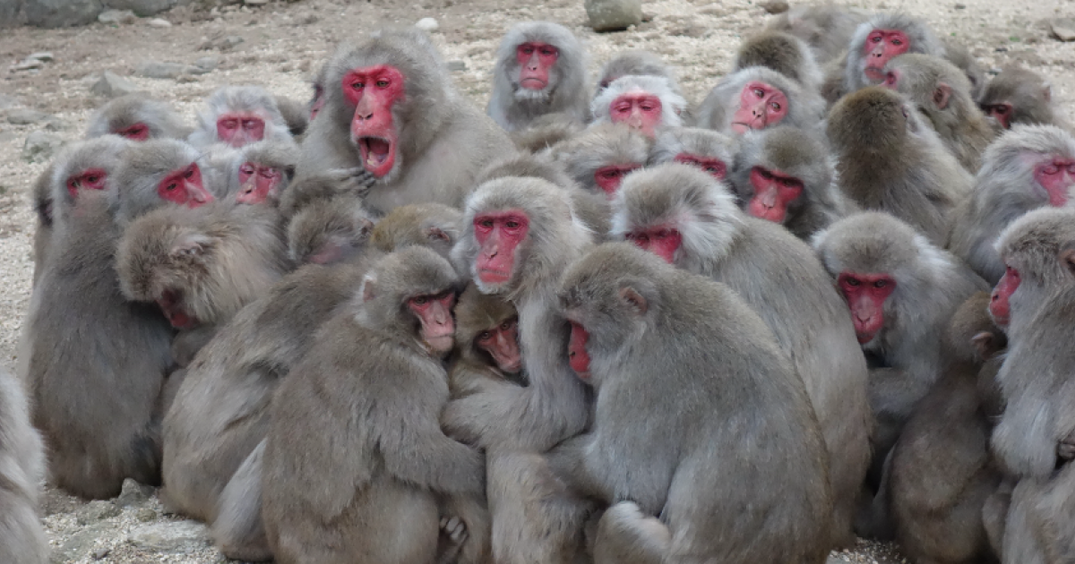 優位な猿は多くの 暖 を得ることを解明 ニホンザルのオスにおける優劣順位に応じた猿団子内位置および接触個体数 京都大学