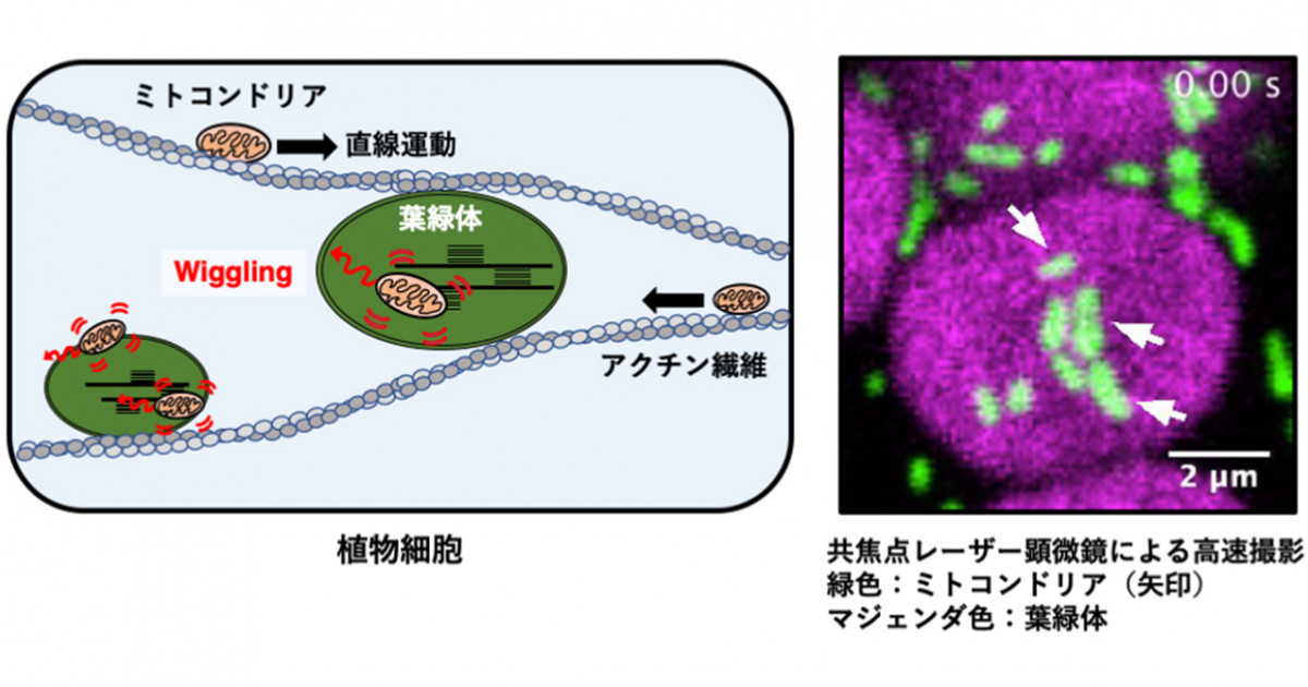 葉緑体との相互作用におけるミトコンドリア運動を発見 相互作用の制御による効率的な物質代謝の可能性に期待 京都大学