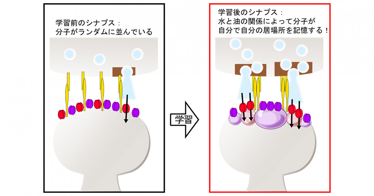 脳内での新しいタンパク質集積機構を解明 記憶形成は水と油の関係から 京都大学