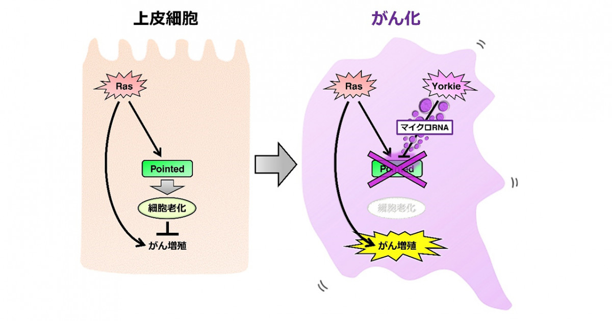 細胞の老化が阻害されてがんが発生する仕組みをハエで解明 マイクロrnaが細胞老化遺伝子を破壊してがん化を促進 京都大学