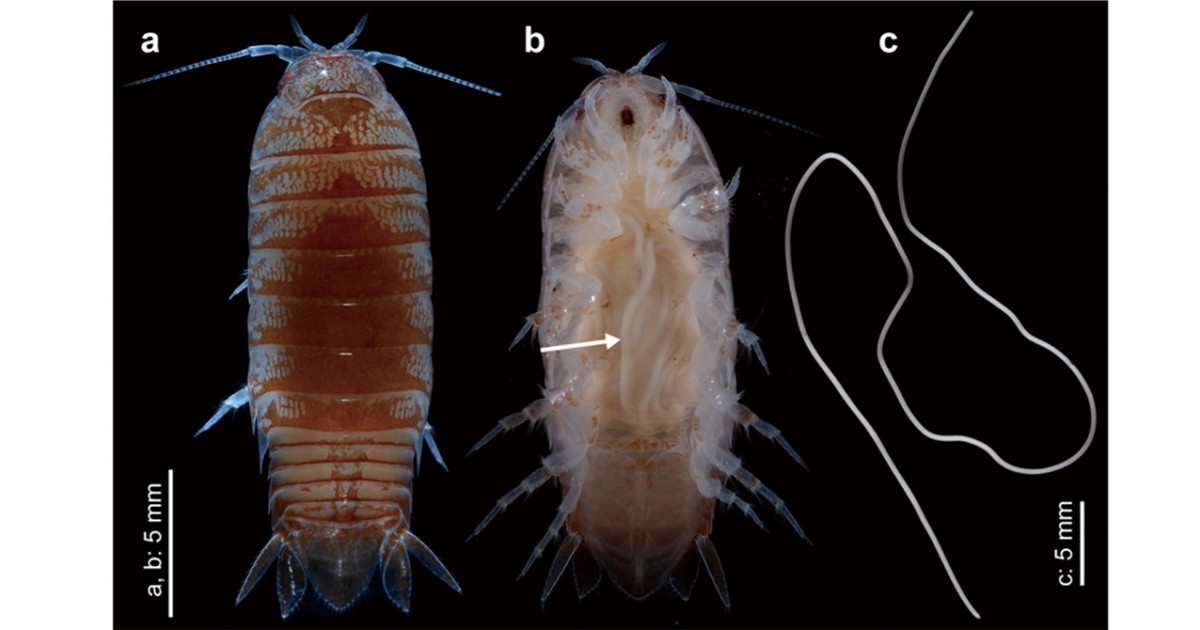 謎多き海のハリガネムシの予想外の宿主を発見 京都大学