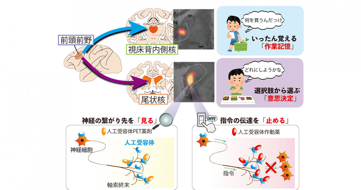 何を買うんだっけ と どれにしよう を処理する2つの脳回路を明らかに 霊長類の生体脳で神経経路を可視化 操作する技術で解明 高次脳機能の理解へ大きく前進 京都大学