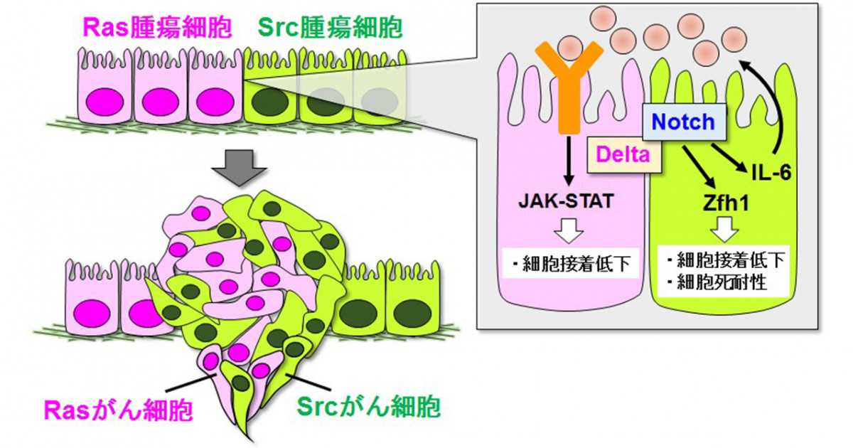 細胞同士が影響し合い良性腫瘍ががん化する仕組みを解明 －細胞同士の 