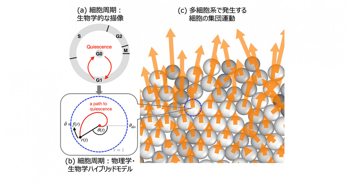 コンピュータシミュレーションで細胞の集団運動を理解する －物理学と