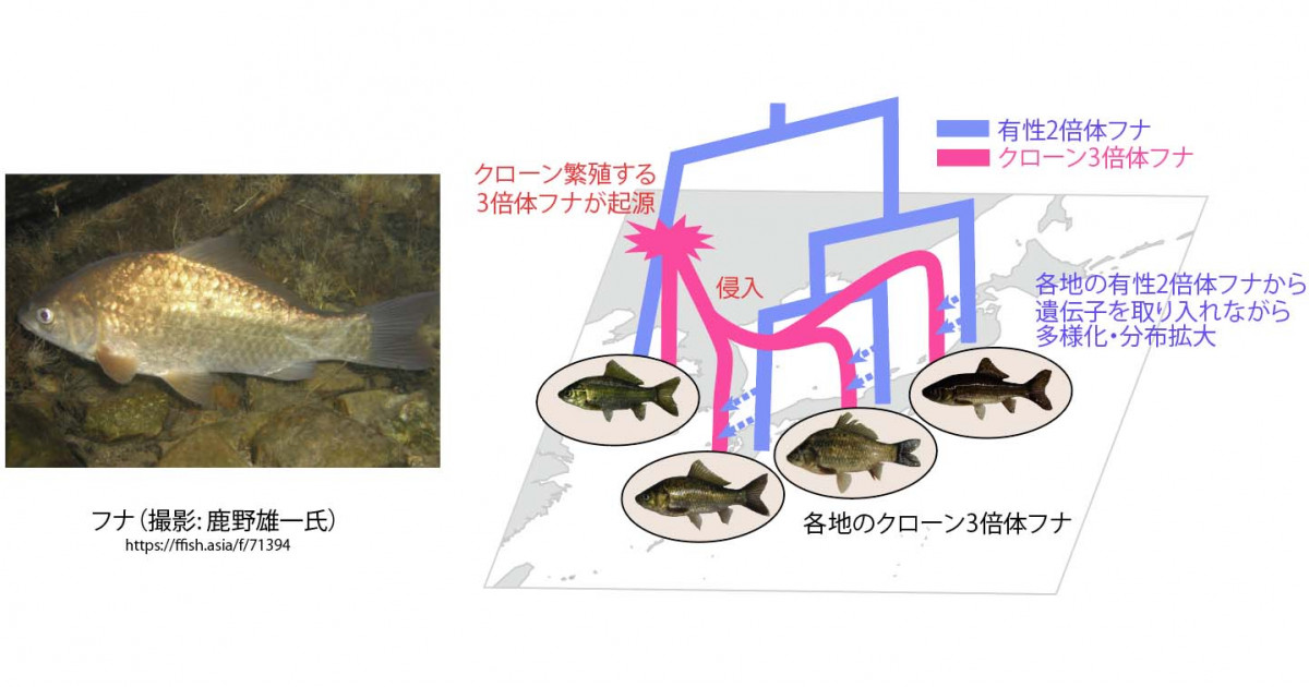 クローン繁殖フナは稀に有性生殖をしながら繁栄 －遺伝的に多様なクローンフナが存在する謎を解明－ | 京都大学